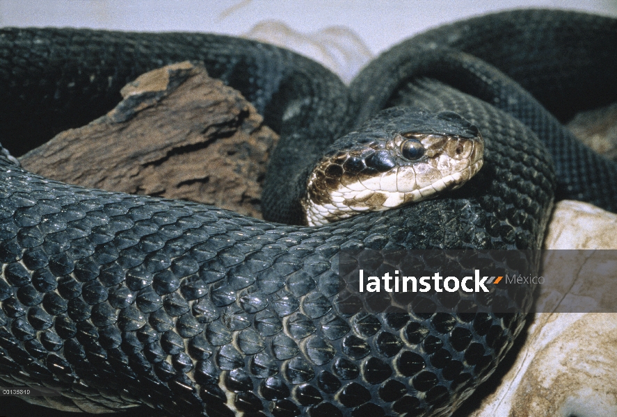 Mocasín (Agkistrodon piscivorus) venenosa, Florida