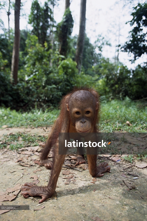 Orangután (Pongo pygmaeus) en la selva de Borneo