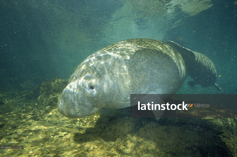 Par de Manatí Antillano (Trichechus manatus), Crystal River, Florida