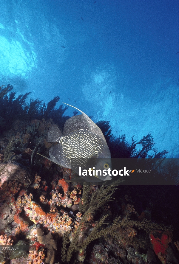 Pez ángel francés (Pomacanthus paru) a lo largo de la pared de coral, Saba, Caribe