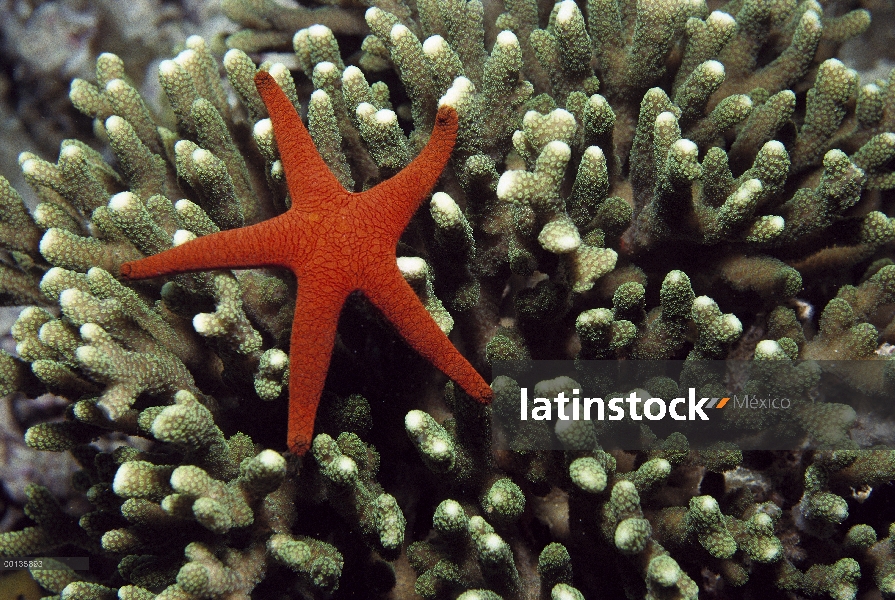 Estrella de mar sobre cubierta de algas de coral, gran barrera de coral, Australia