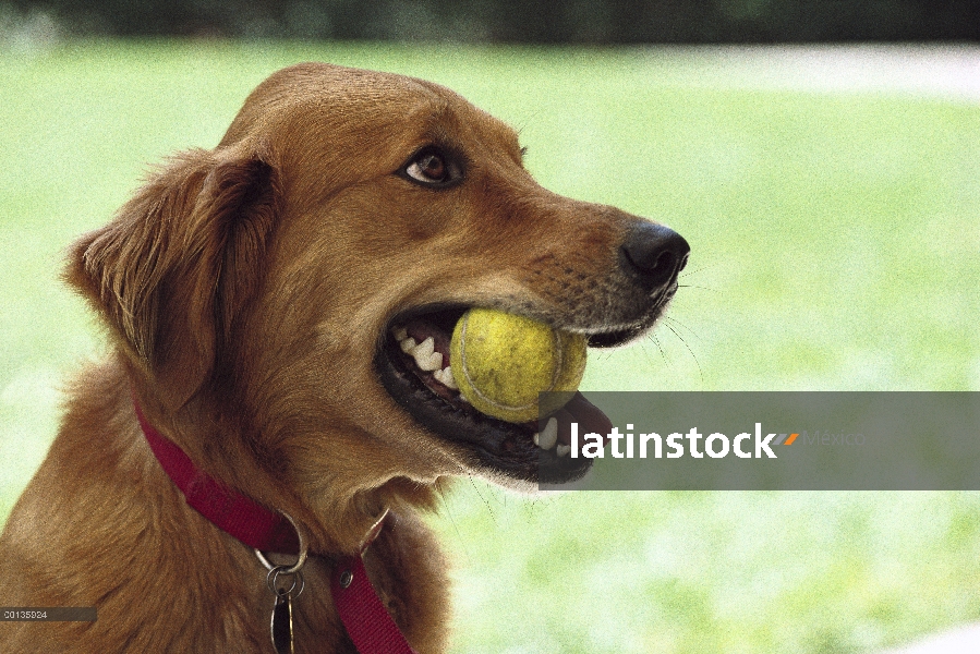 Golden Retriever (Canis familiaris) con pelota de tenis