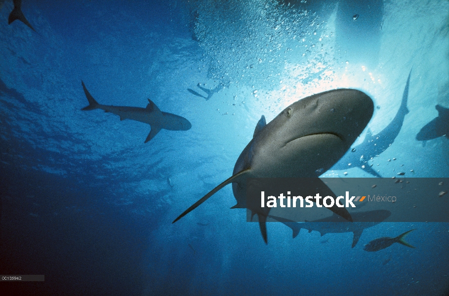 Tiburón de arrecife del Caribe (Carcharhinus perezii) bajo el agua, Caribe, Bahamas