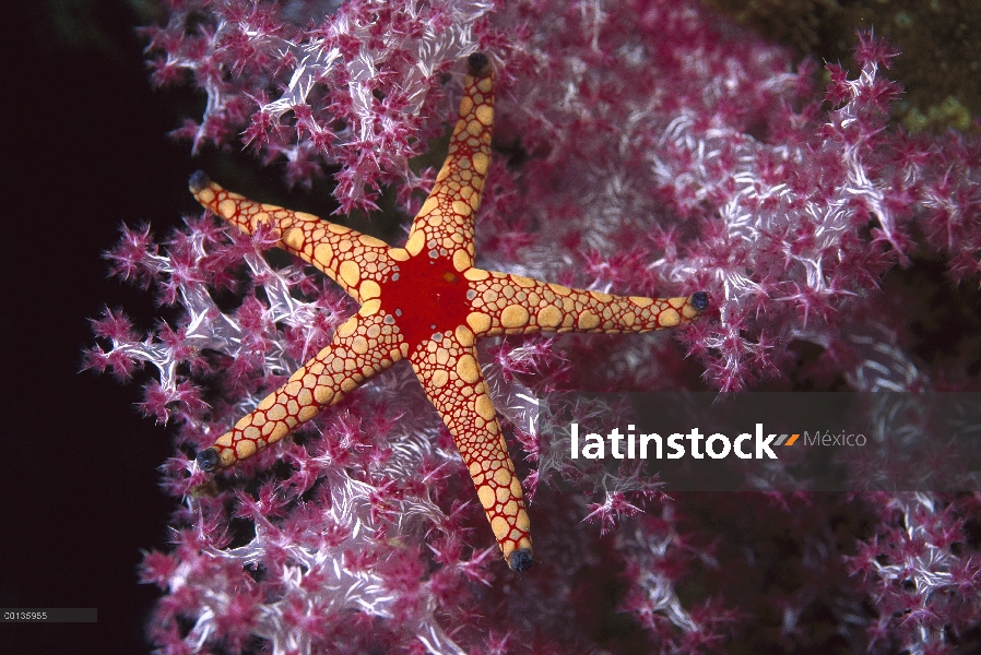 Estrella de mar de caña dulce (Fromia monilis) de Coral blando, Tailandia