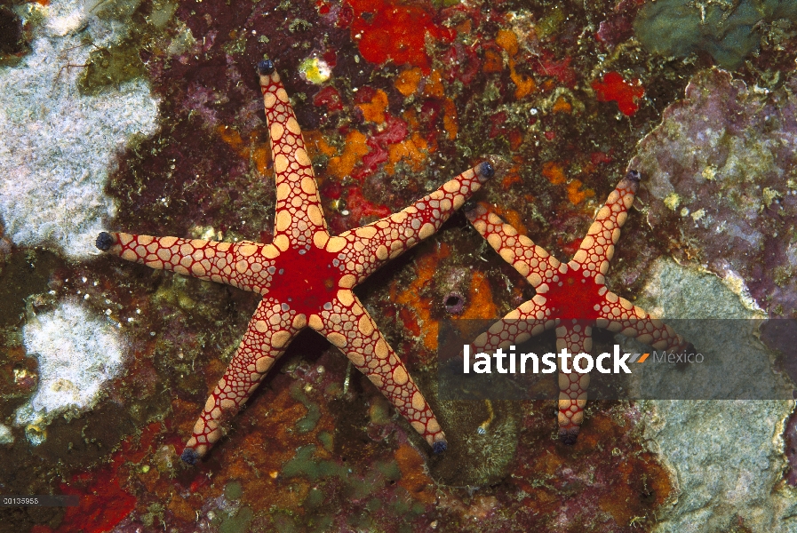 Dulces de estrella de mar de caña (Fromia monilis) par bajo el agua, Tailandia