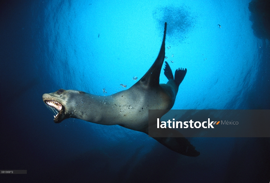 León marino de California (Zalophus californianus) nadar bajo el agua con la boca abierta en la exhi