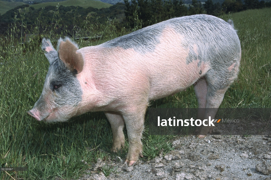 Retrato de cerdo (Sus scrofa domesticus) doméstica, animal cautivo, América del norte