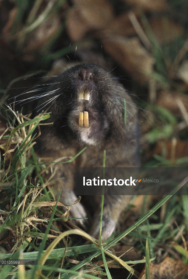 Este tuza (Geomys sp) mostrando los dientes que se utilizan para excavar madrigueras, América del no