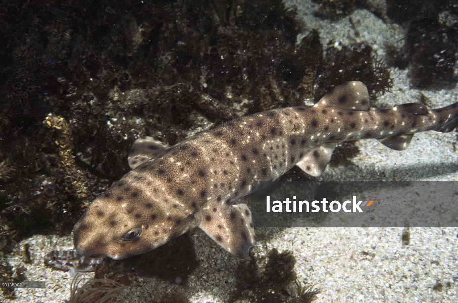 Se hinchan tiburón (Cephaloscyllium ventriosum) bajo el agua, llamado así porque se hincha para arri