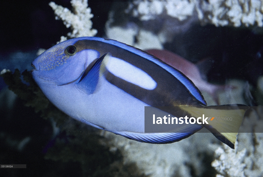 Azul retrato de Tang (cirujano común), nativa de la región Indo-Pacífico