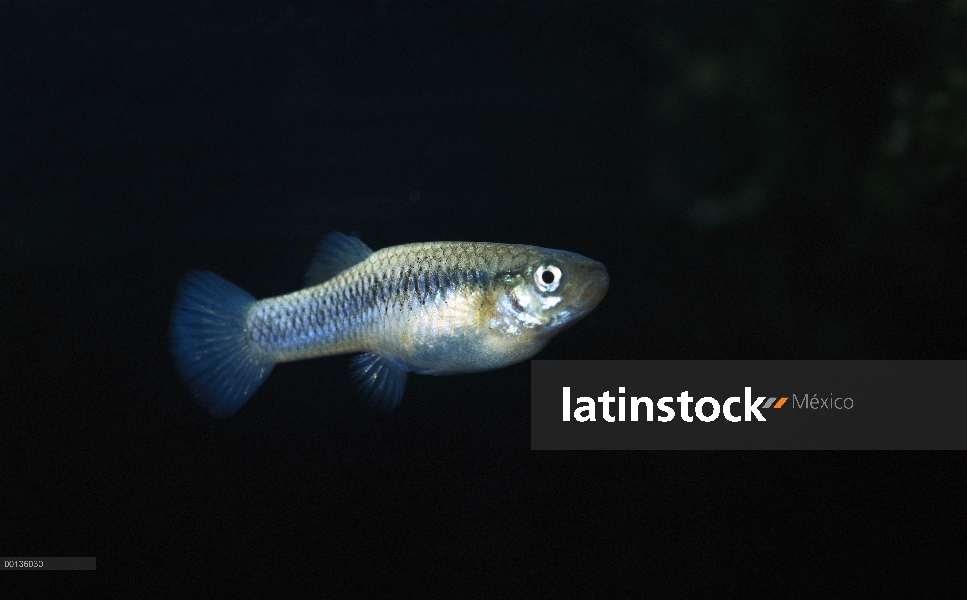 Pecos Gambusia (Gambusia nobilis) encontrados en piscinas manantiales y pantanos de Texas a nuevo Mé