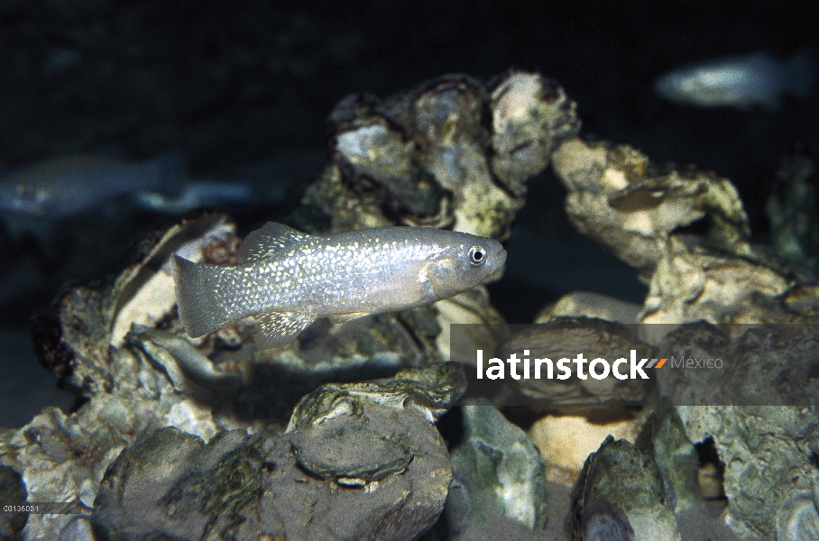 Desierto (Cyprinodon macularius) los cachorritos natación submarino nativo de Arizona, California y 