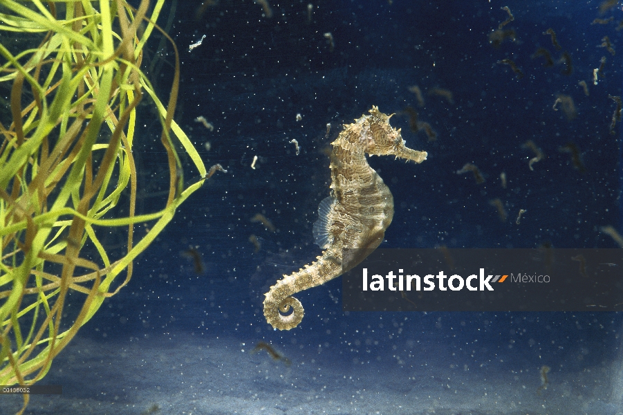 Moteado macho de Caballito de mar (Hippocampus erectus) que sólo ha dado a luz a bebés, rodeados de 