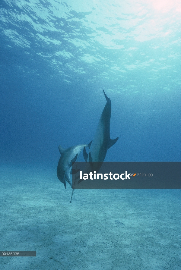 Par de delfín manchado Atlántico (frontalis de Stenella) jugando con abanicos de mar bajo el agua, L