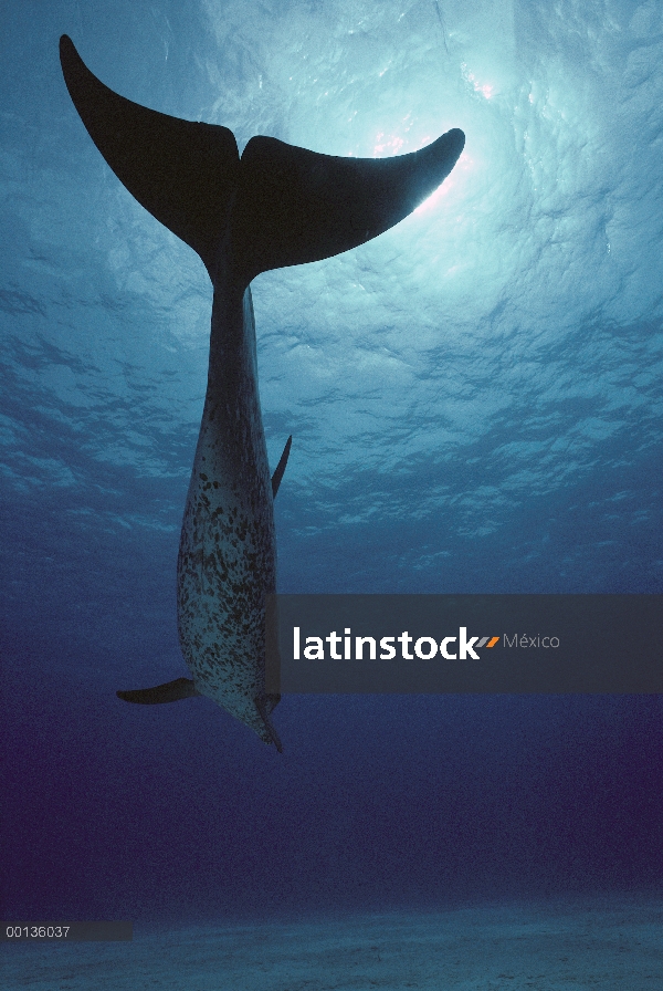 Vista de cola de delfín manchado Atlántico (frontalis de Stenella) natación, Little Bahama Bank, Car