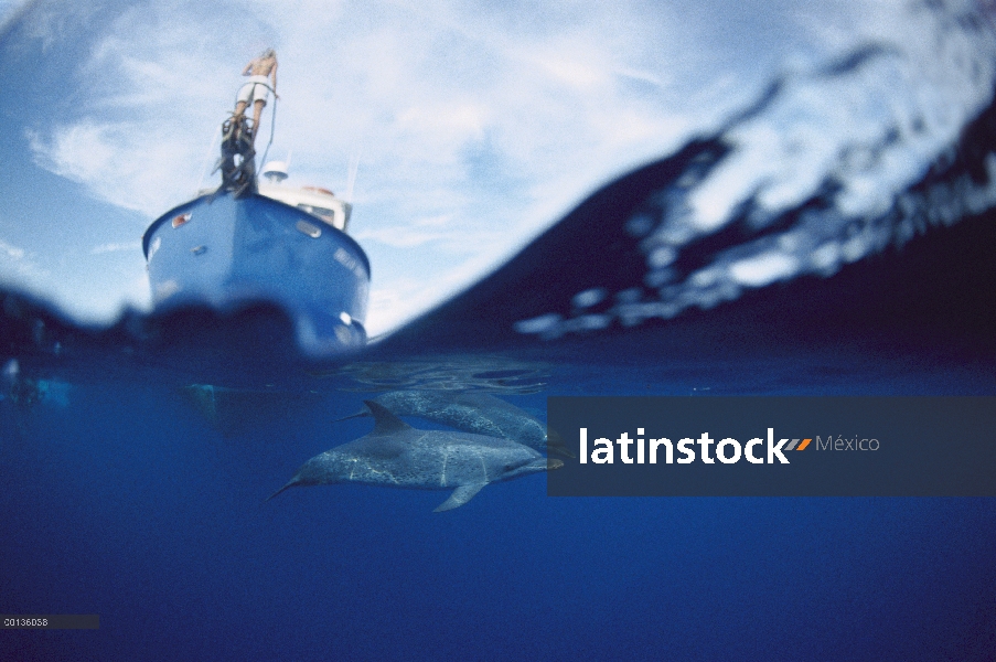 Pod de delfín manchado Atlántico (frontalis de Stenella) nadando cerca de buceo barco, pequeño Banco