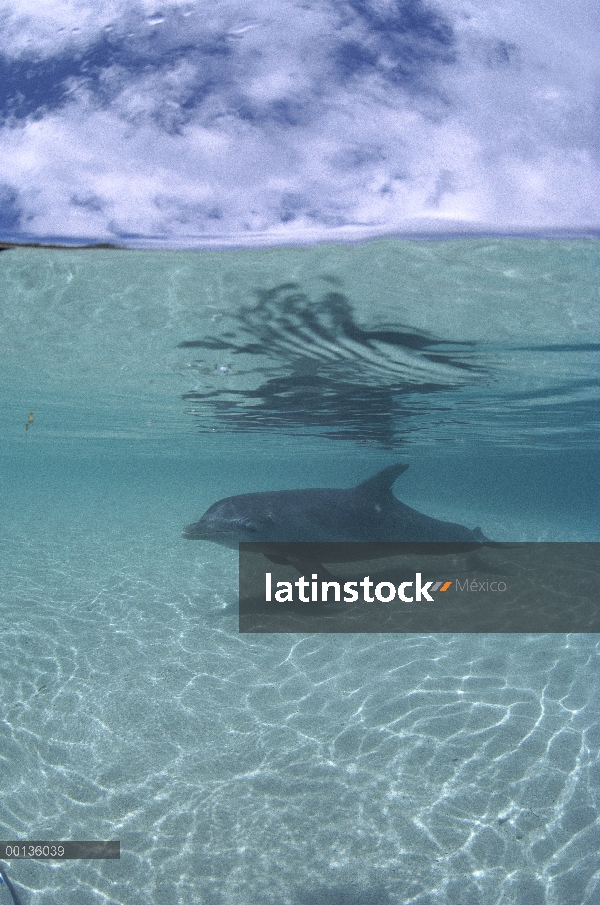 Delfín mular (Tursiops truncatus) nadar en aguas poco profundas, mar Caribe, Roatán, Honduras