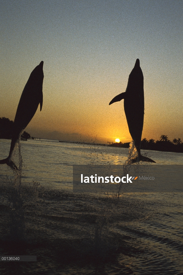 Delfín mular (Tursiops truncatus) recorta par saltando del mar al atardecer, Roatán, Honduras