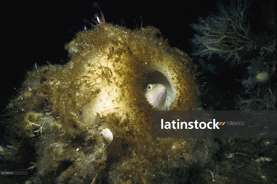 Los peces, tiene glicol-proteínas en la sangre para evitar congelación en agua Antártica, mirando ha