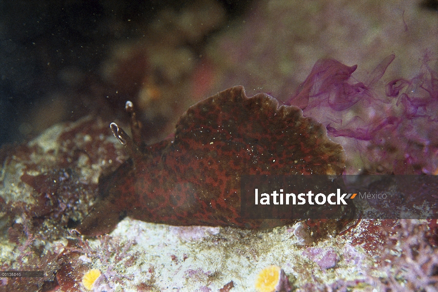 Liebre de mar de California (californica de Aplysia) expulsa tinta púrpura cuando perturbada, Califo