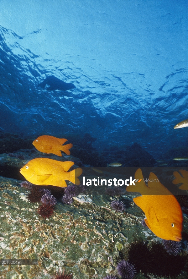 Garibaldi (Hypsypops rubicundus) nadando en bosques de algas con leones marinos en el fondo, sur de 