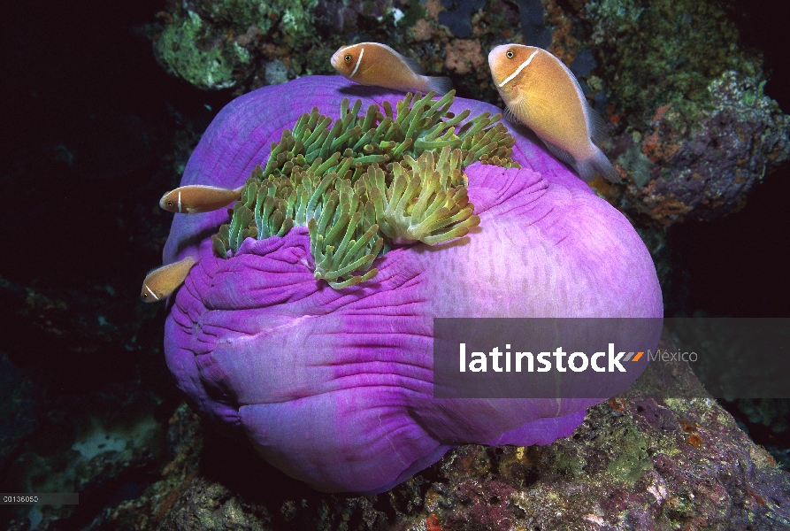 Anémona rosada (Amphiprion perideraion) buscar refugio en la seguridad de los tentáculos urticantes 