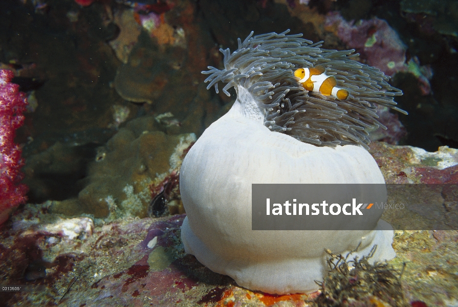 Blackfinned Clownfish (percula de Amphiprion) familia busca refugio en la seguridad de los tentáculo