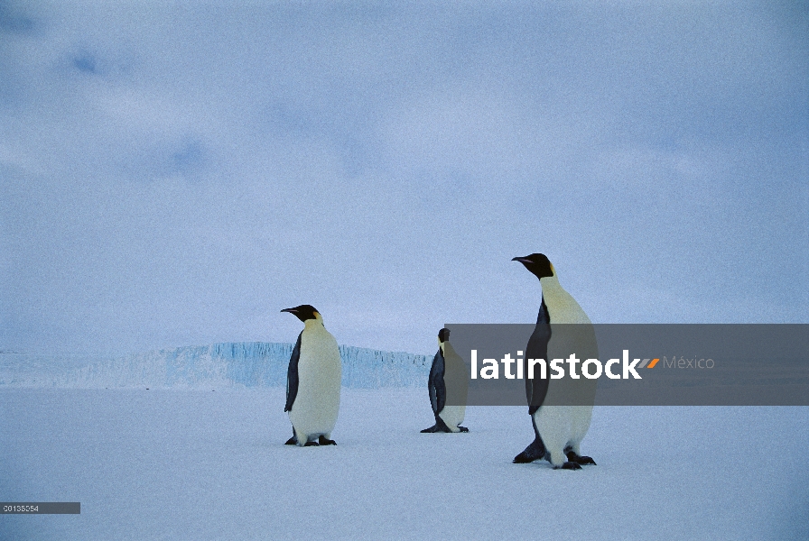 Pingüino emperador (Aptenodytes forsteri) tres de pie en el hielo en invierno, Antártida