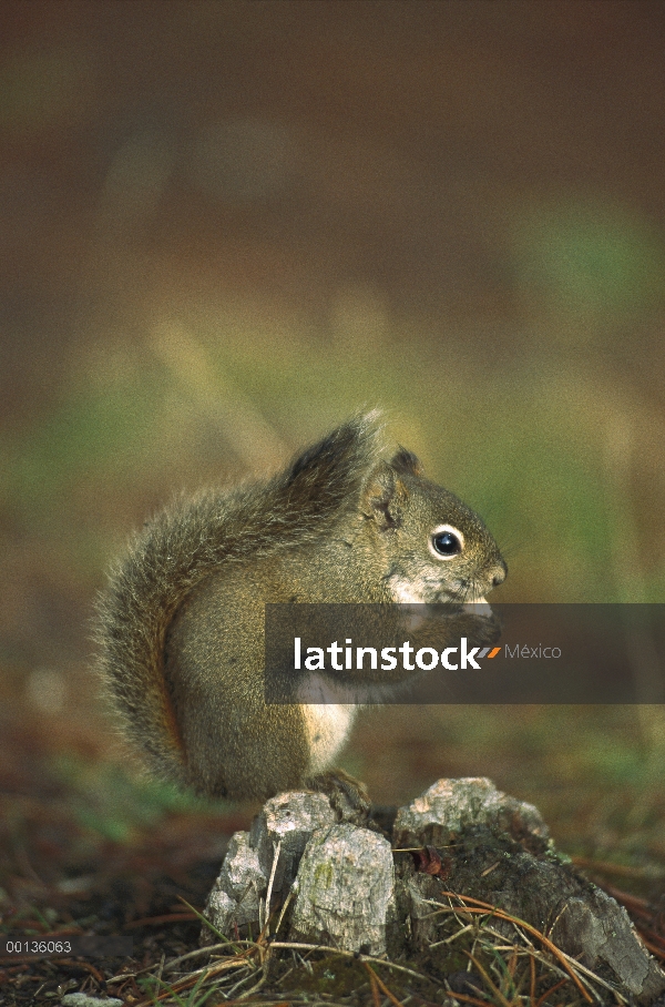 Ardilla roja (Tamiasciurus hudsonicus) alimentación, América del norte