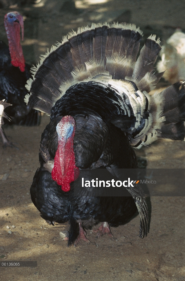 Guajolote silvestre (Meleagris gallopavo) hombre separarse plumas de la cola en la exhibición de cor