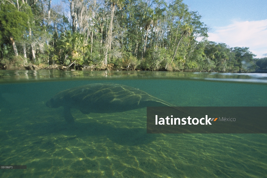 Manatí Antillano (Trichechus manatus) arriba y abajo vistas al agua, Crystal River, Florida