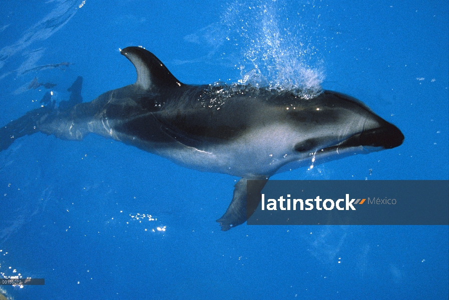 Pacífico delfín de costados blancos (Lagenorhynchus obliquidens) superficie a respirar en el mar mun