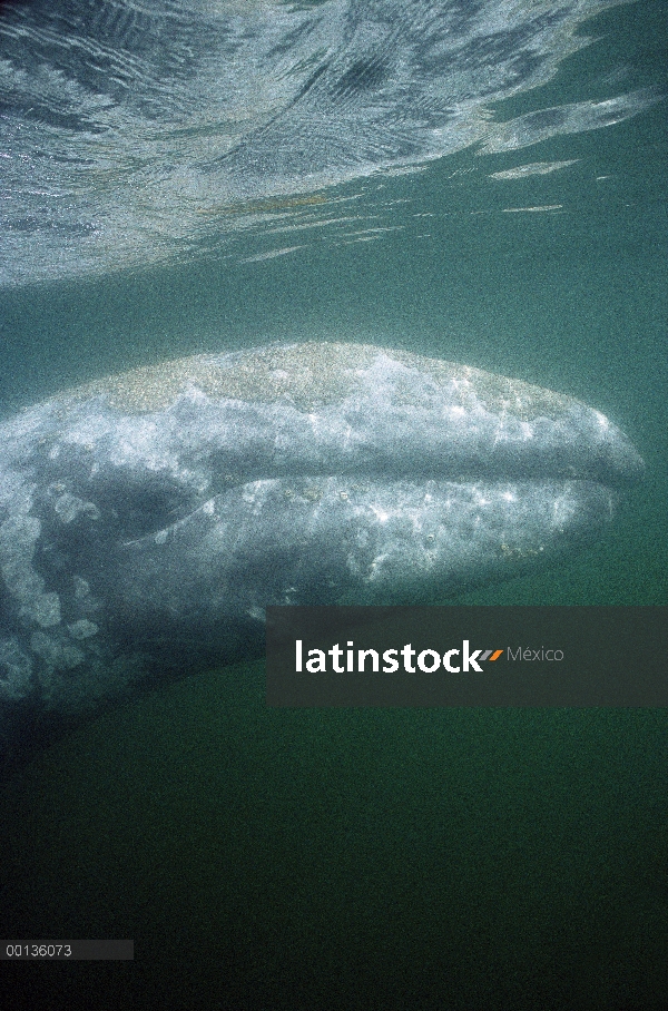 Ballena gris (Eschrichtius robustus) cerca de la cabeza bajo el agua, Laguna San Ignacio, Baja Calif