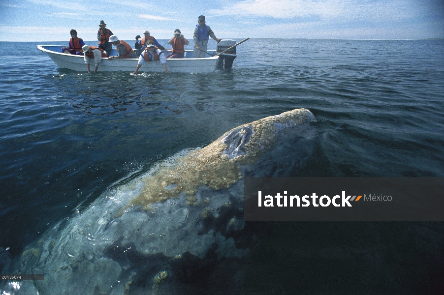 Ballena gris (Eschrichtius robustus) observado por los turistas, Laguna San Ignacio, México