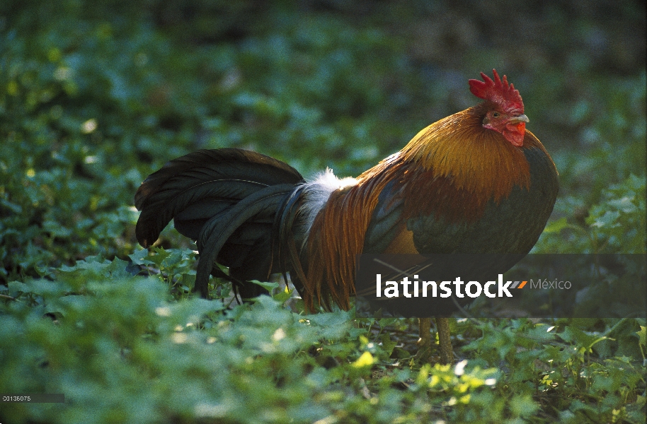 Nacional gallo (Gallus domesticus) de pollo