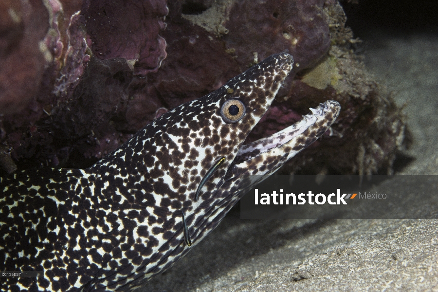 Anguila morena (Gymnothorax sp) ser limpiado por el gobio (Gobiidae), Caribe