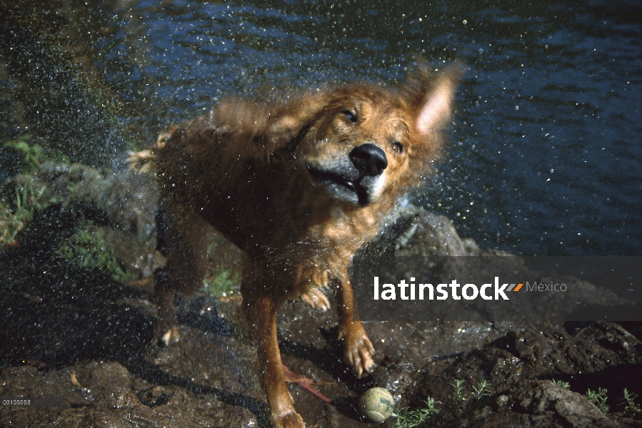 Oro mix Retriever (Canis familiaris), sacudiendo el agua de la piel, California