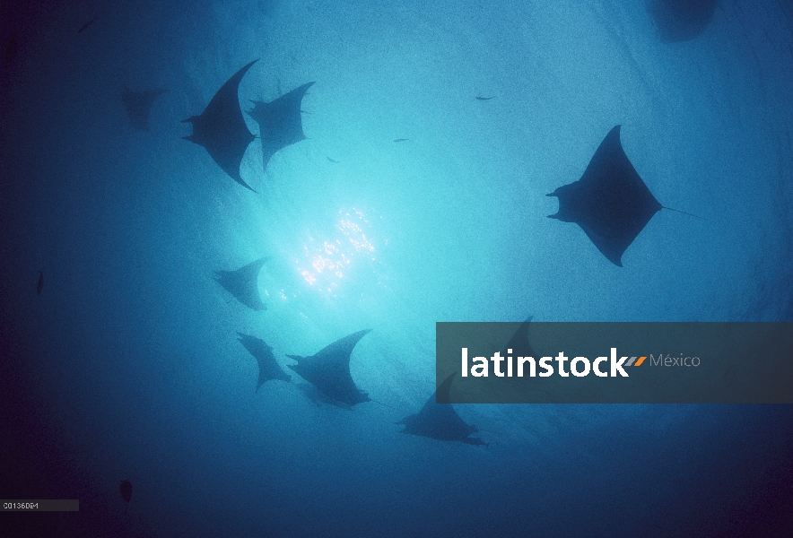 Escuela de Mobula Ray (Mobula sp) se reunieron alrededor de montes submarinos, Isla del coco, Pacífi