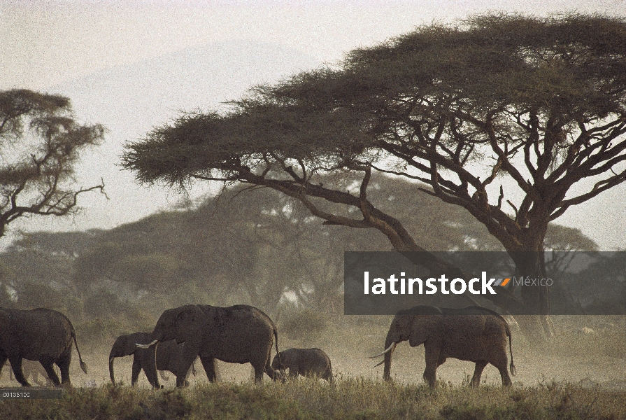 Elefante africano (Loxodonta africana) madres y crías, Kenia