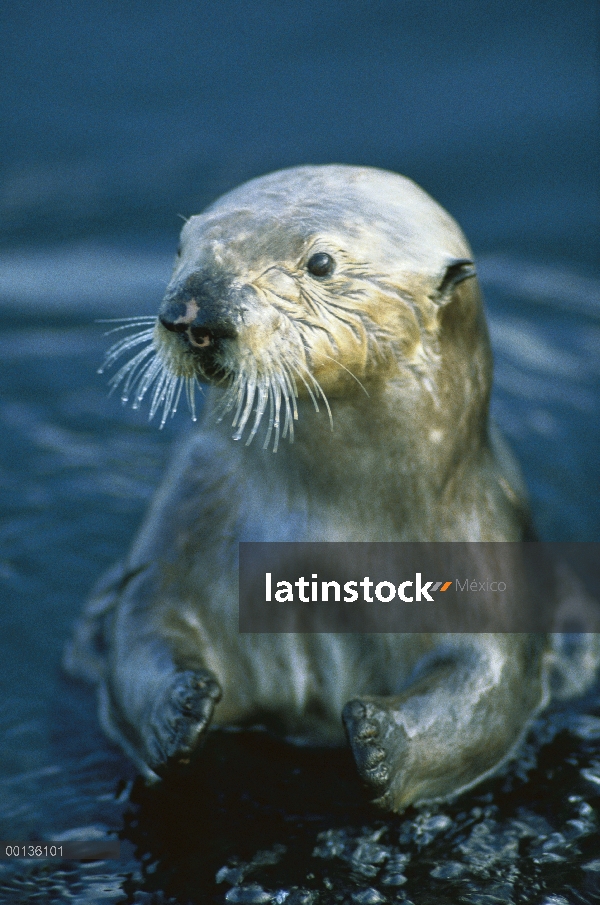 Nutria marina (Enhydra lutris) mujer, California