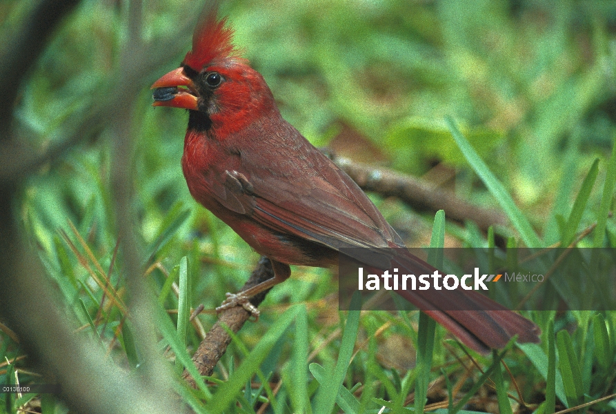 Cardenal norteño (Cardinalis cardinalis) alimentación a adulto percha, Savannah, Georgia