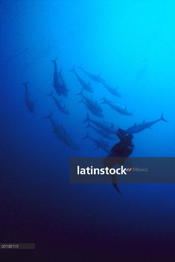 Atún rojo del Atlántico (Thunnus thynnus) buzo filmando una escuela que ha nadado en las redes de pe