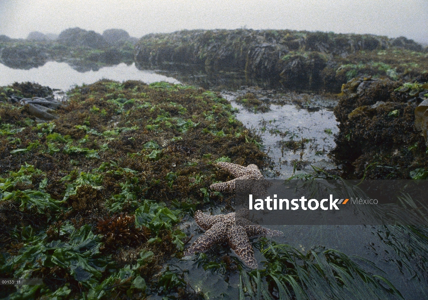 Estrella de mar ocre (Pisaster ochraceus) entre algas intermareales en marea piscinas, punto Lobos, 