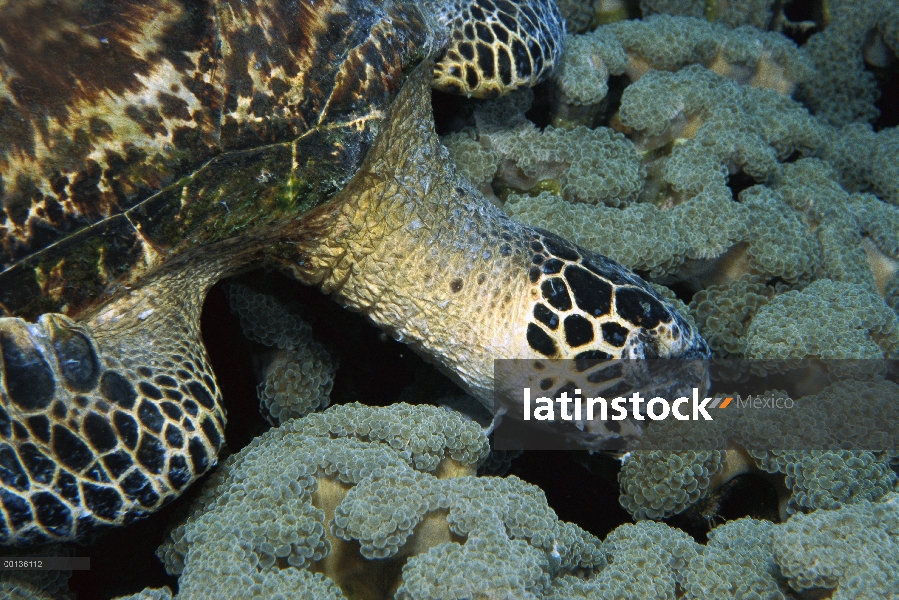 Tortuga Carey tortuga marina (Eretmochelys imbricata) comer Coral tubo de órgano (Tubipora musica) c