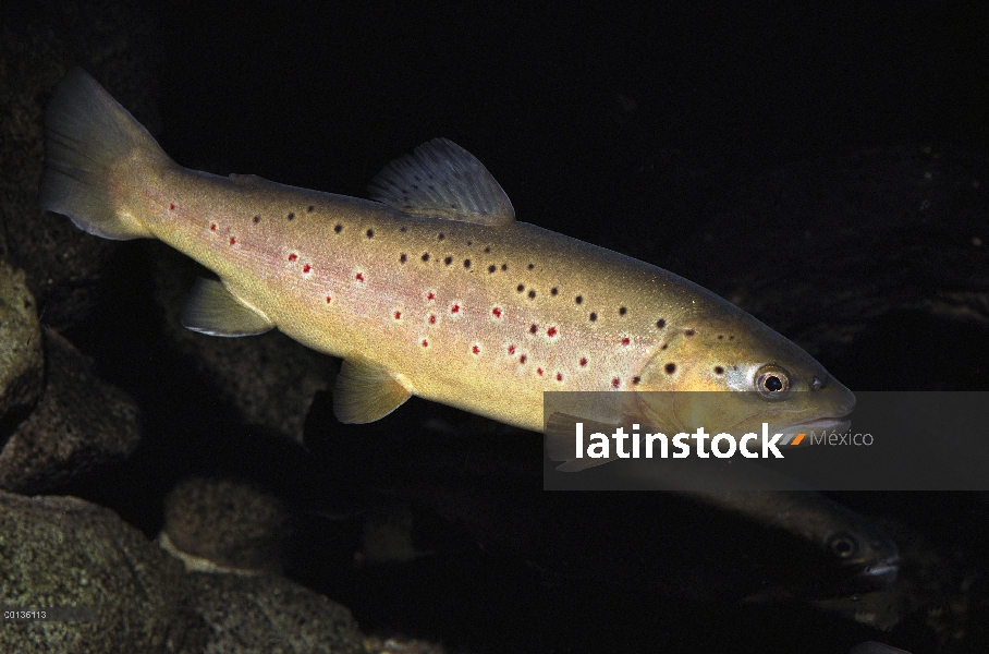 Trucha marrón (Salmo trutta) nadar bajo el agua, el oeste Estados Unidos