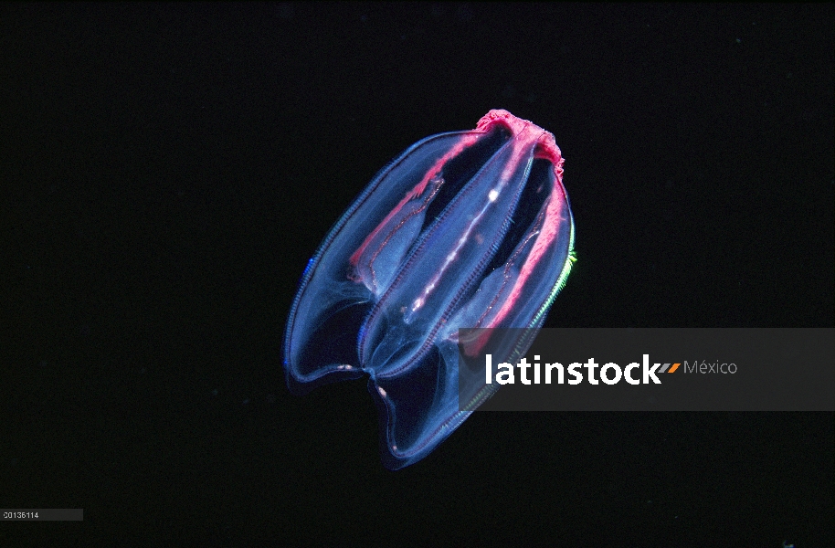 Jalea (Mertensia ovum), peine con tentáculos retirados a lamer limpio, Ártico