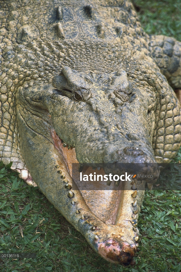 Agua salada cerca de cocodrilo (Crocodylus porosus) de cabeza con la boca abierta, Queensland Rainfo