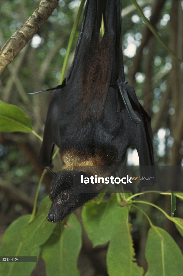 Flying Fox (Pteropus sp) un comedor de fruta que cuelga boca abajo de los árboles durante el día, Qu