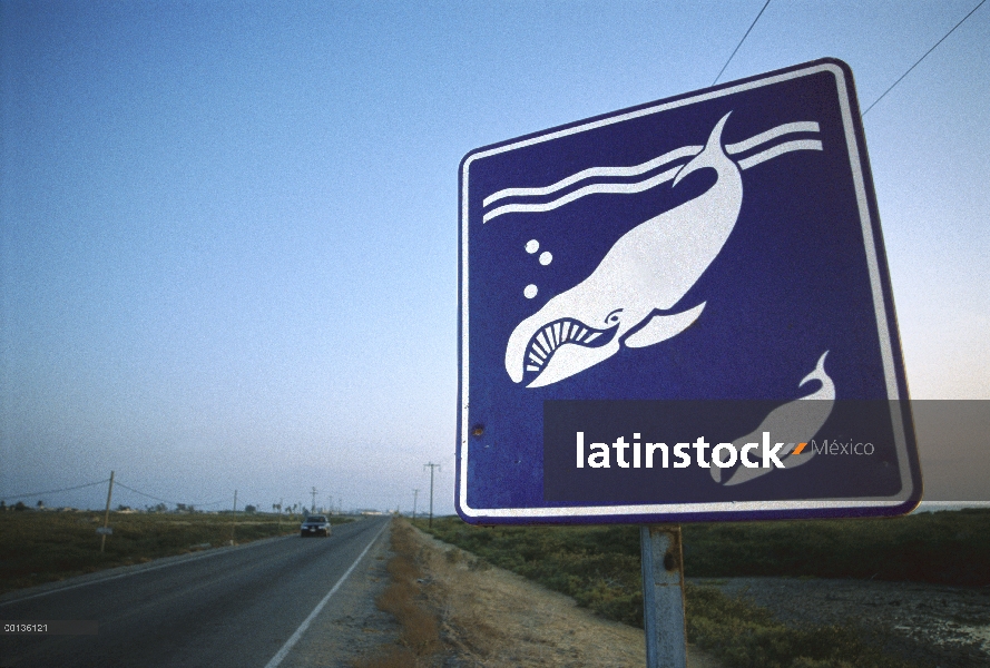 Ver cartel de la ballena, ballenas grises migran dibujar muchos turistas cada año, Bahía Magdalena, 