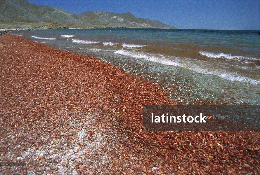 Grupo de cangrejos rojos (Pleuroncodes planipes) pelágico se lavó en tierra por las tormentas, Bahía